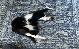Mixed Breed cats for sale: Rehome cat - Image 3