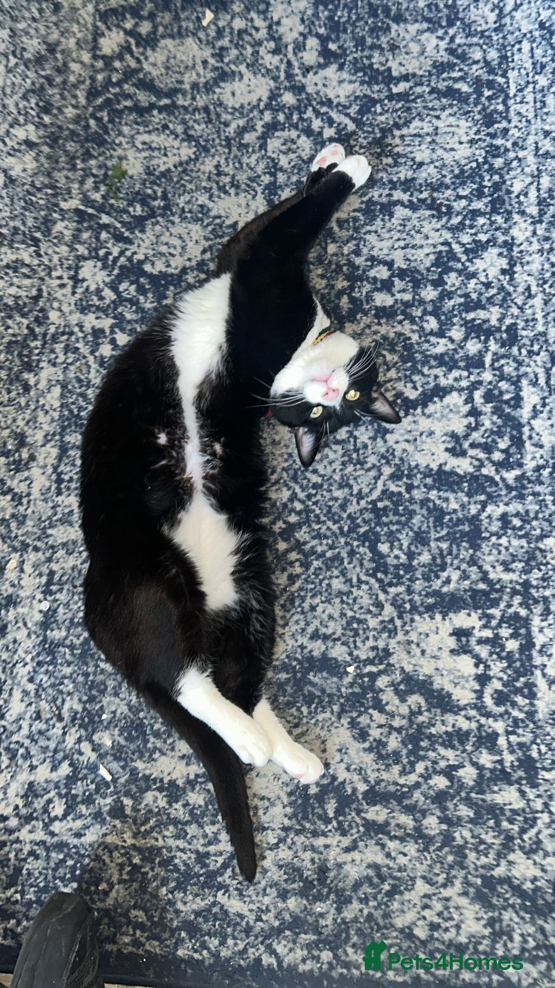 Mixed Breed cats for sale: Rehome cat - Image 3