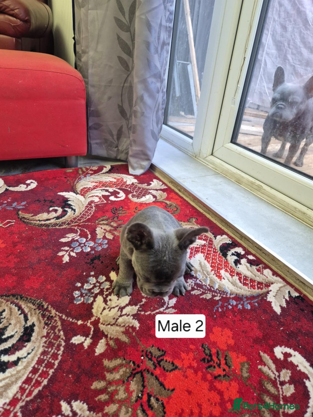 French Bulldog dogs for sale: French Bulldog Puppies  - Image 31