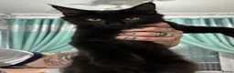 Maine Coon cats for sale: Full bread Maine coon kittens 6 left  - Advert 11