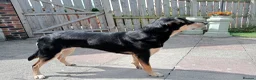 Mixed Breed dogs for sale: Australian kelpie/huntaway  in Galston - Advert 2