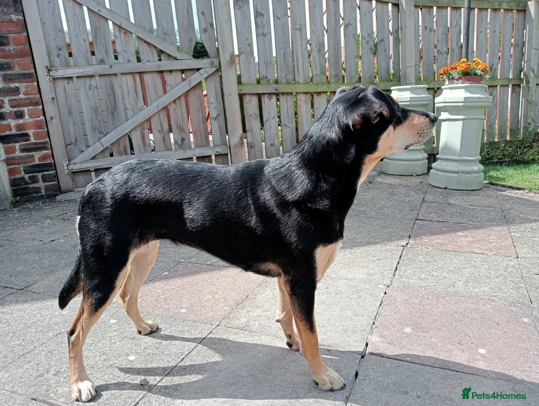 Mixed Breed dogs for sale: Australian kelpie/huntaway  in Galston - Advert 2