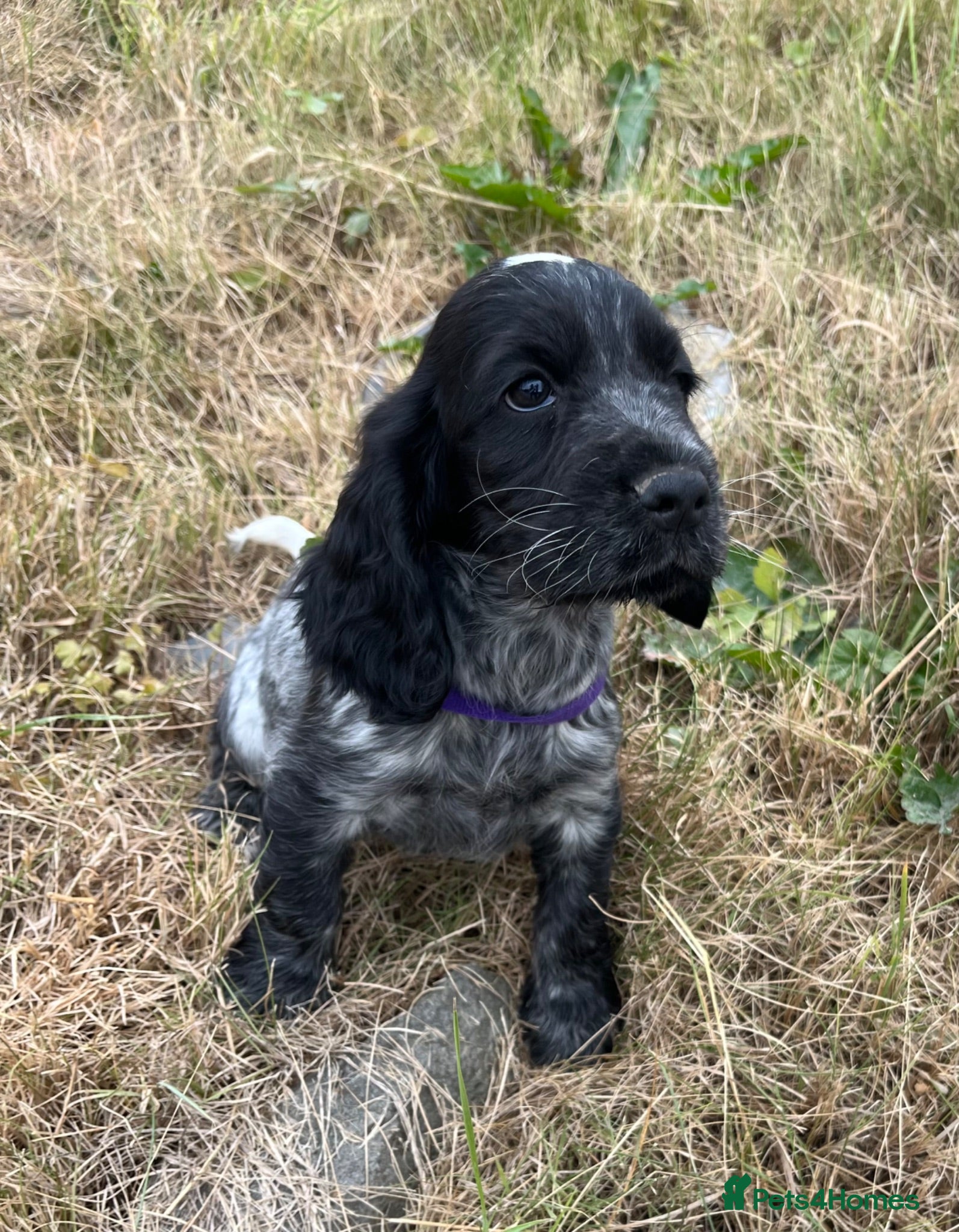Cocker Spaniel dogs Stunning show type cocker spaniel puppies  - Advert 9