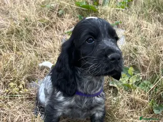 Cocker Spaniel dogs Stunning show type cocker spaniel puppies - Advert 9