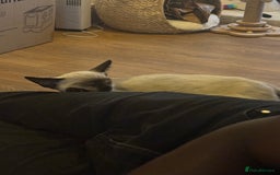 Siamese cats for sale: Playful Siamese Boys – Needs a Forever Family in Harpenden - Image 4