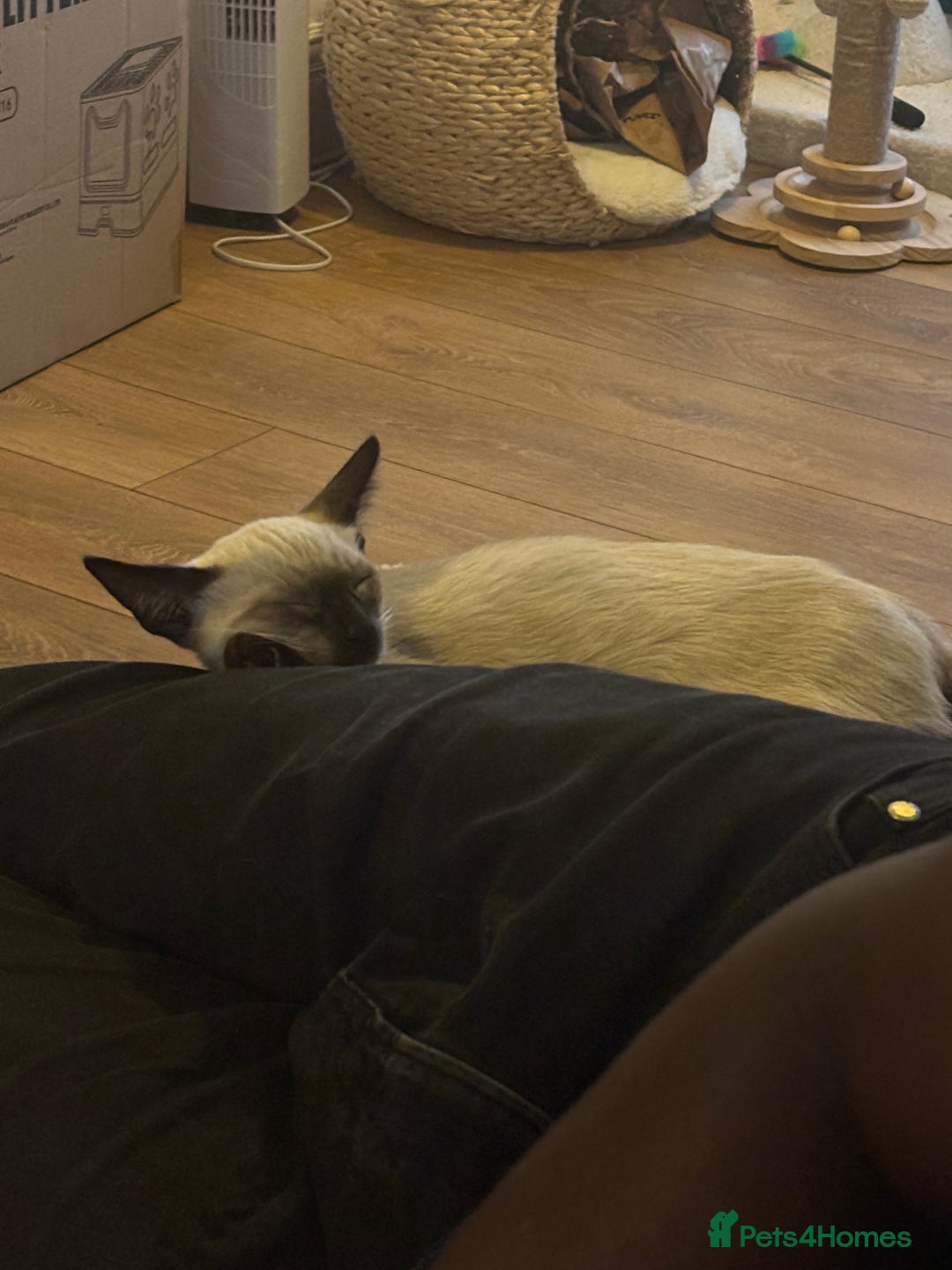 Siamese cats for sale: Playful Siamese Boys – Needs a Forever Family in Harpenden - Image 4