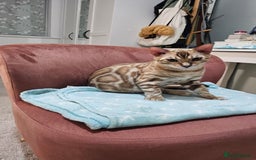 Bengal cats for sale: Beautiful TICA Bengal Kitten - 6 Months Old - Image 4