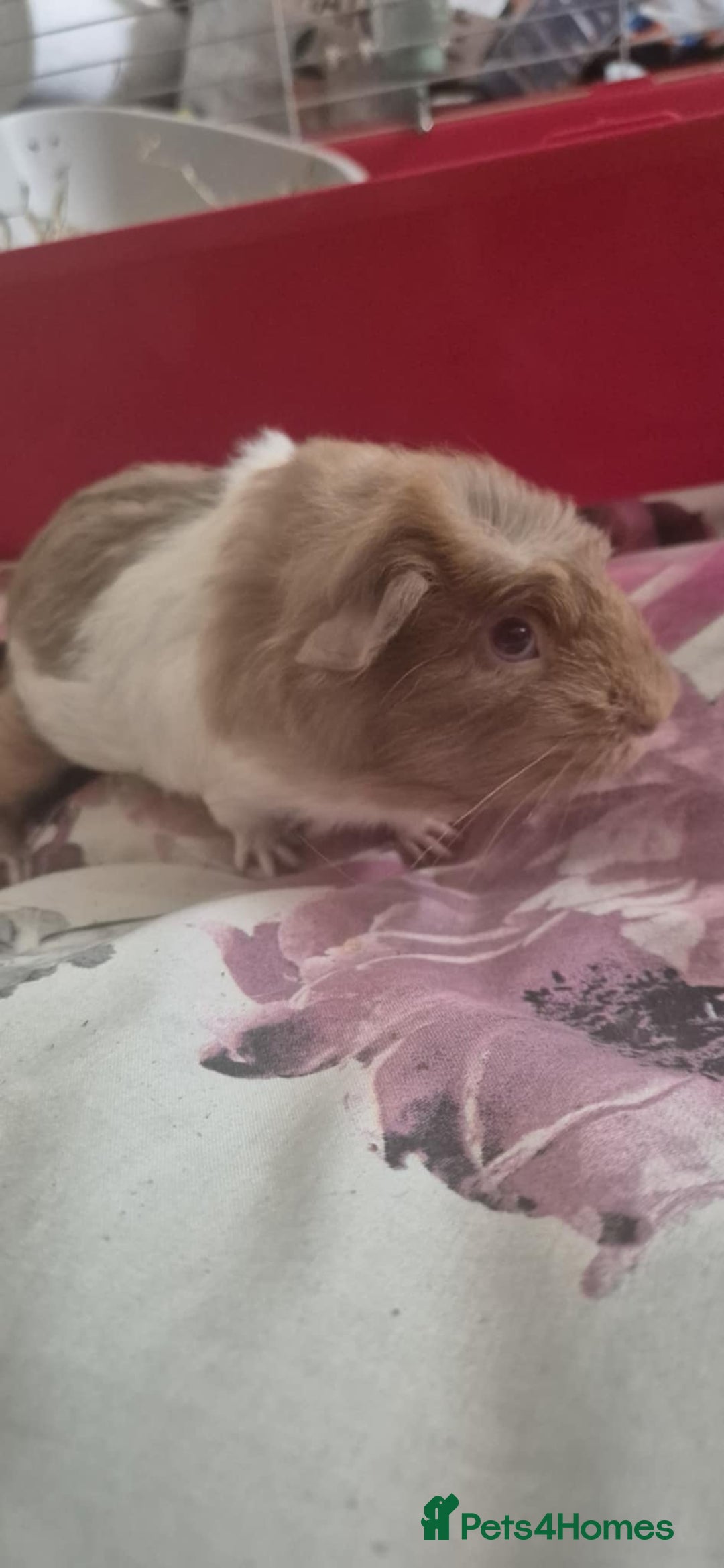 Guinea Pig rodents for sale: Flake and Kinder Bueno - Image 3