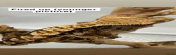 Gecko reptiles for sale: Male Tri-colour crested gecko - Advert 3