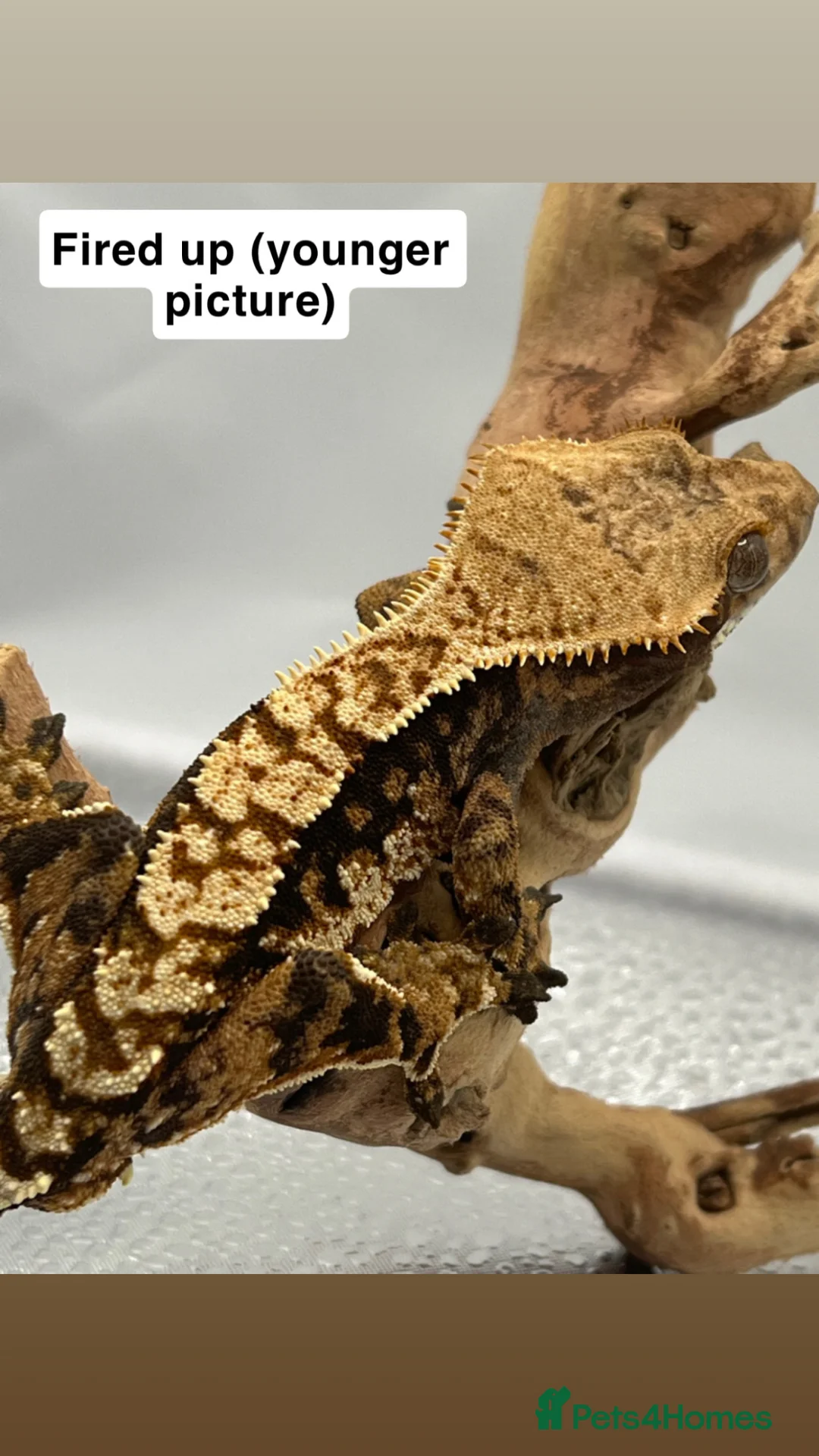Gecko reptiles for sale: Male Tri-colour crested gecko - Advert 3