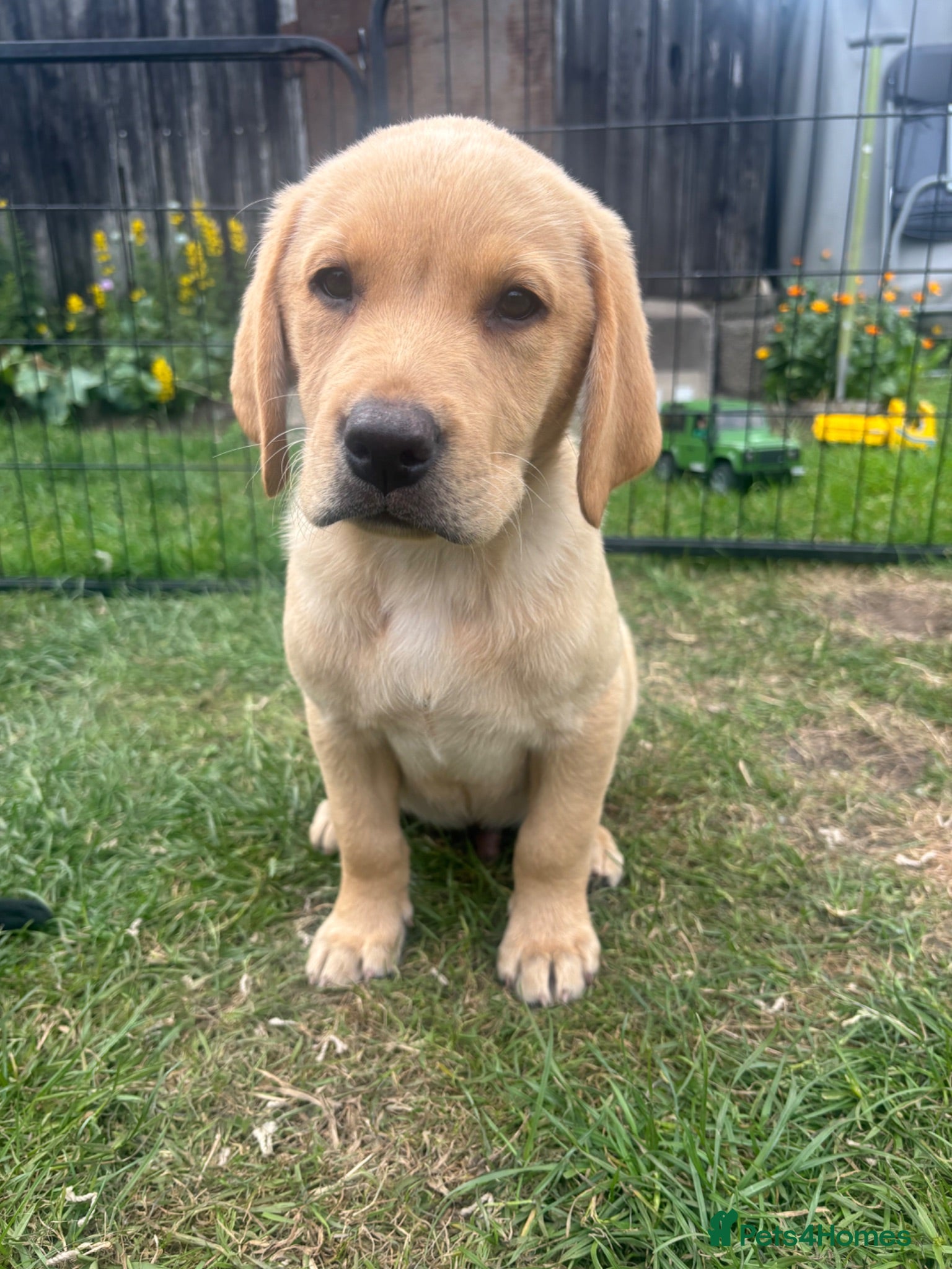 Labrador Retriever dogs KC Labrador Puppies - Advert 1