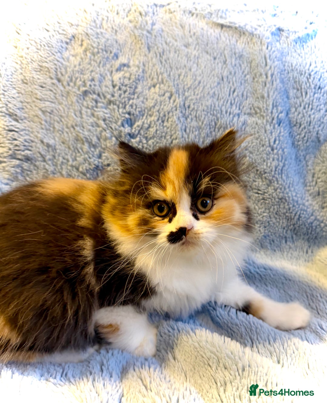 British Longhair cats for sale: British Longhair girls TICA registered  - Advert 11