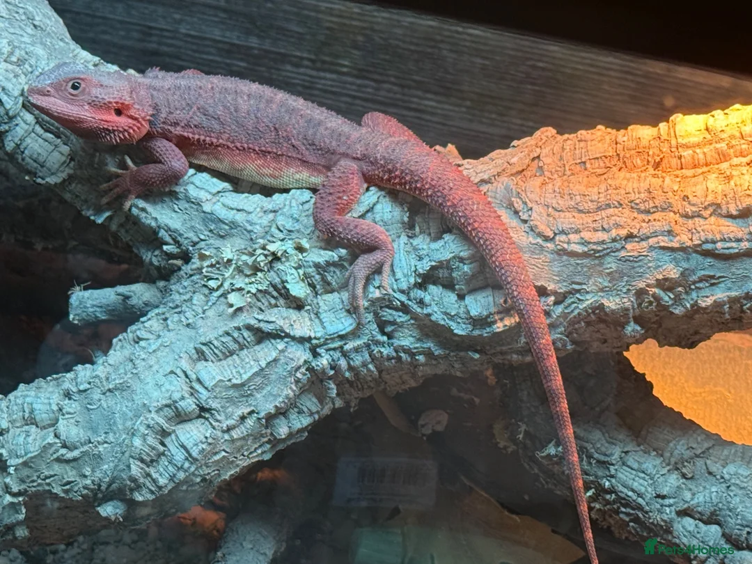Dragon reptiles for sale: One neo zero& one red monster with set ips in Chesterfield - Advert 2