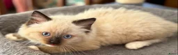 Ragdoll cats for sale: 🐾 Ragdoll Kittens 🐾 - Advert 19