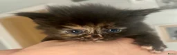 Ragcoon cats for sale: Beautiful Ragcoon kittens 🐱  - Advert 22