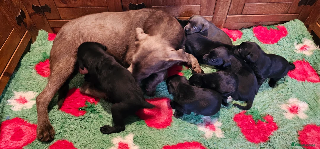 Labrador Retriever dogs for sale: 8 BEAUTIFUL KCREG LABRADORS. HEALTH TESTED PARENTS - Advert 20