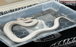 Boa Snake reptiles for sale: Super Fire Boa Constrictor Juvenile Male - Image 3