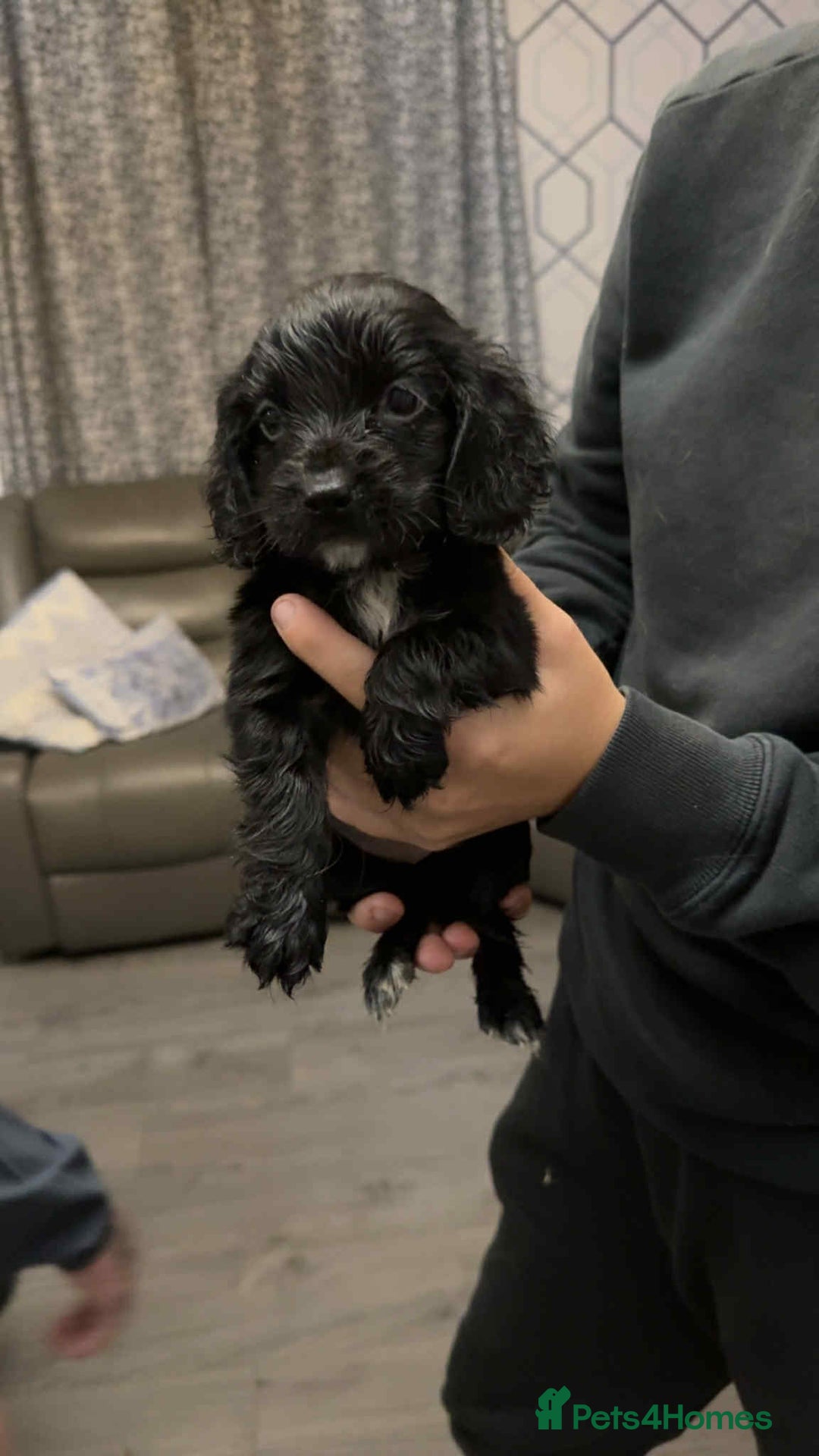 Cocker Spaniel dogs for sale: 5 th Generation Cocker Spaniel Pups/Ready to leave - Image 7