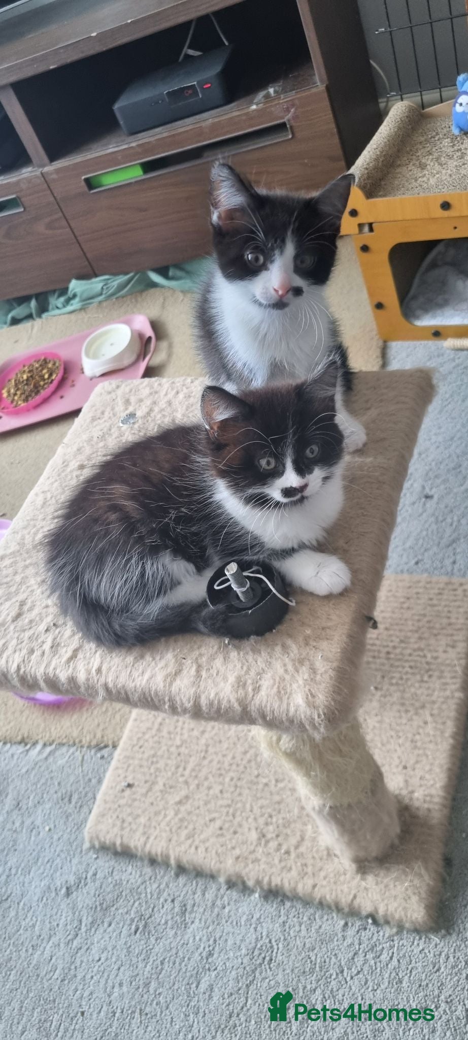 Mixed Breed cats 2 Gorgeous Girl Kittens for Sale - Advert 2