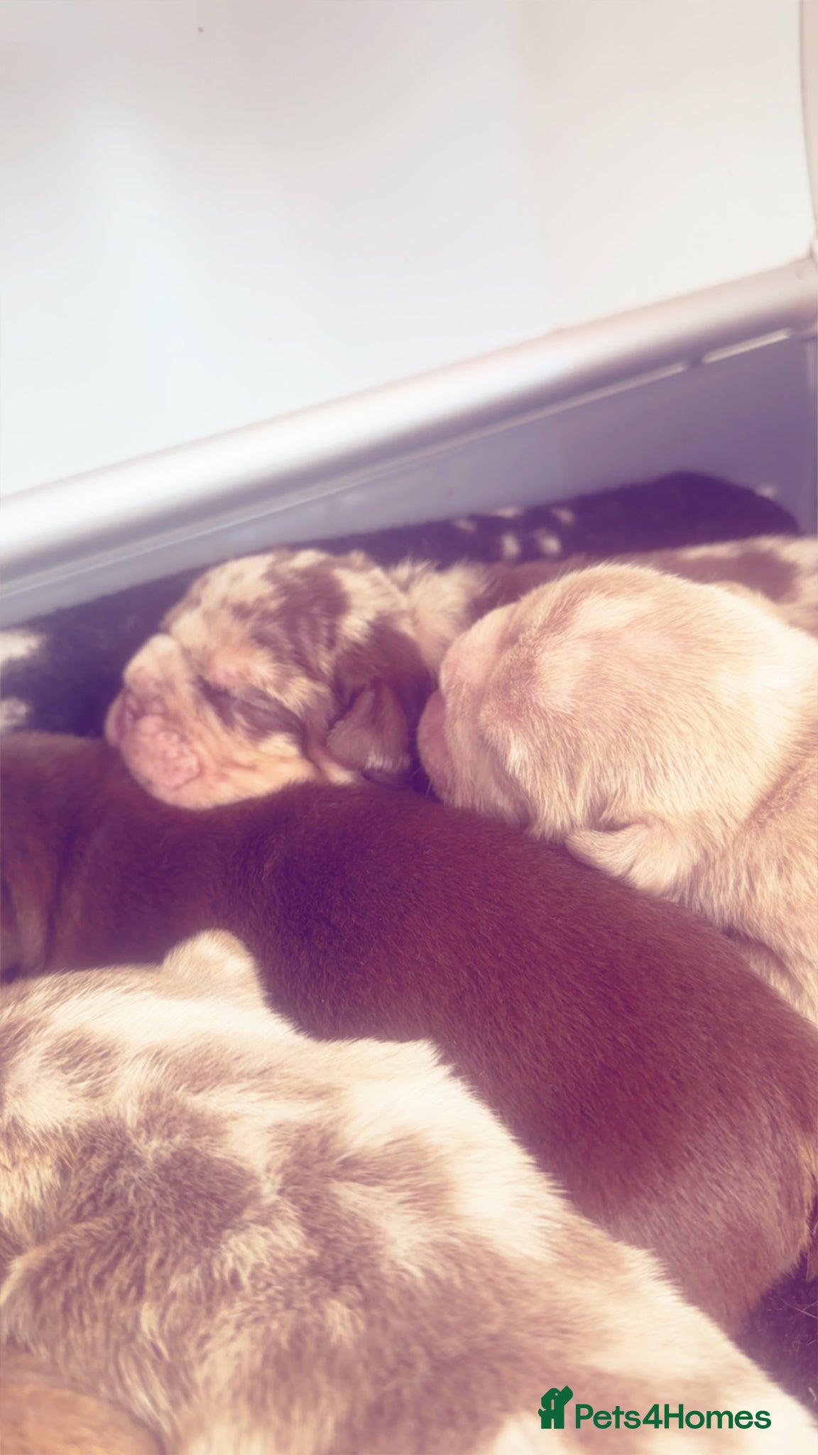 English Bulldog dogs 8 beautiful English bulldogs  - Advert 1