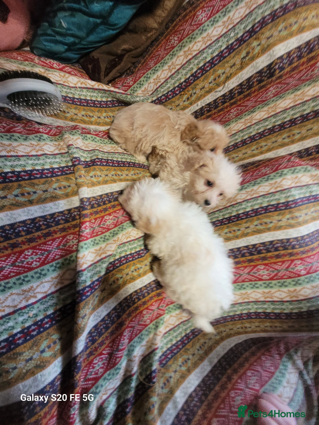 Miniature Poodle dogs for sale: Miniture poodle pups  - Advert 2