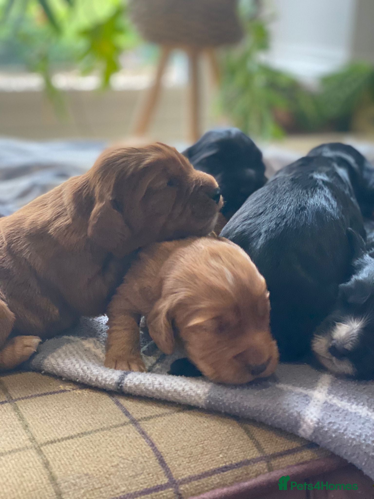 Cocker Spaniel dogs Stunning KC working cocker spaniels  - Advert 1