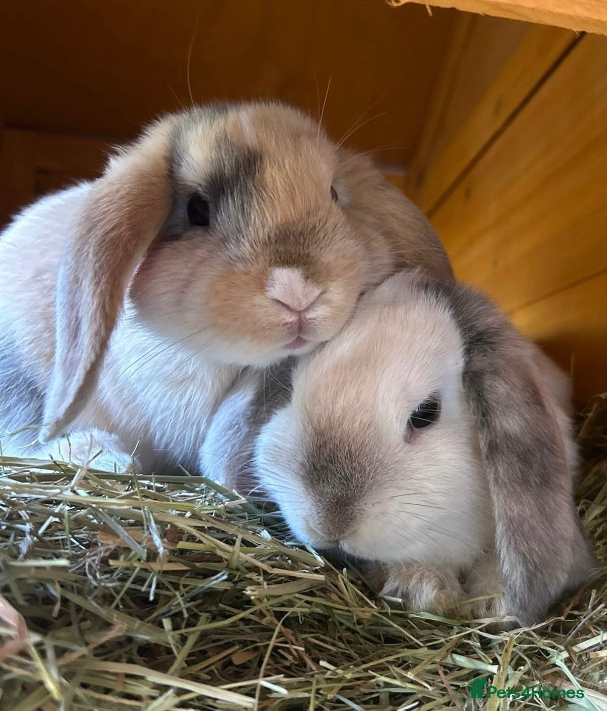 Dwarf Lop rabbits Bonded male pair of dwarf lops - Advert 3