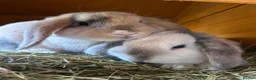 Dwarf Lop rabbits for sale: Bonded male pair of dwarf lops - Advert 1