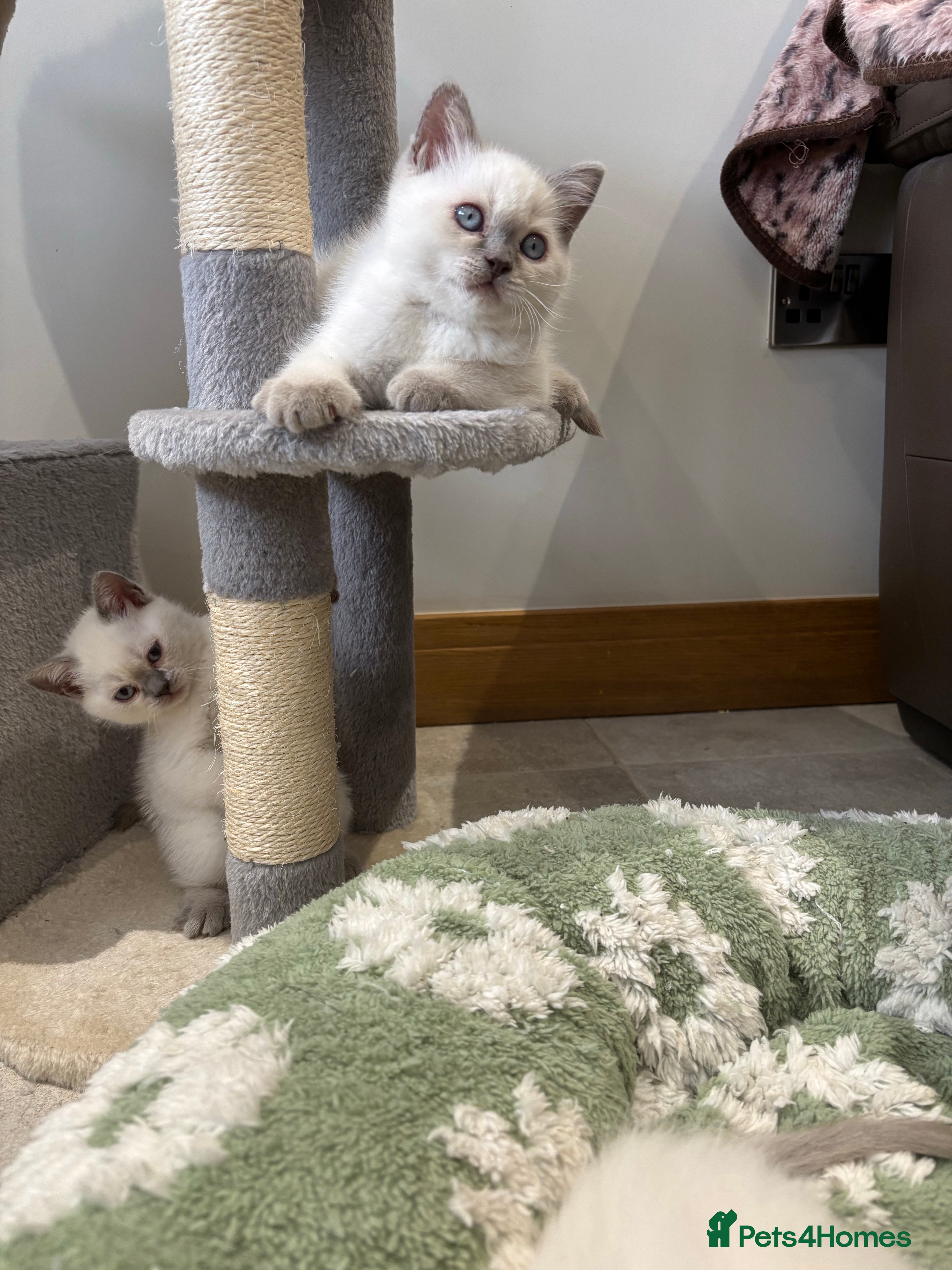 British Shorthair cats British shorthair colourpoint kittens - Advert 2