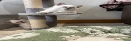 British Shorthair cats for sale: British shorthair colourpoint kittens - Advert 7