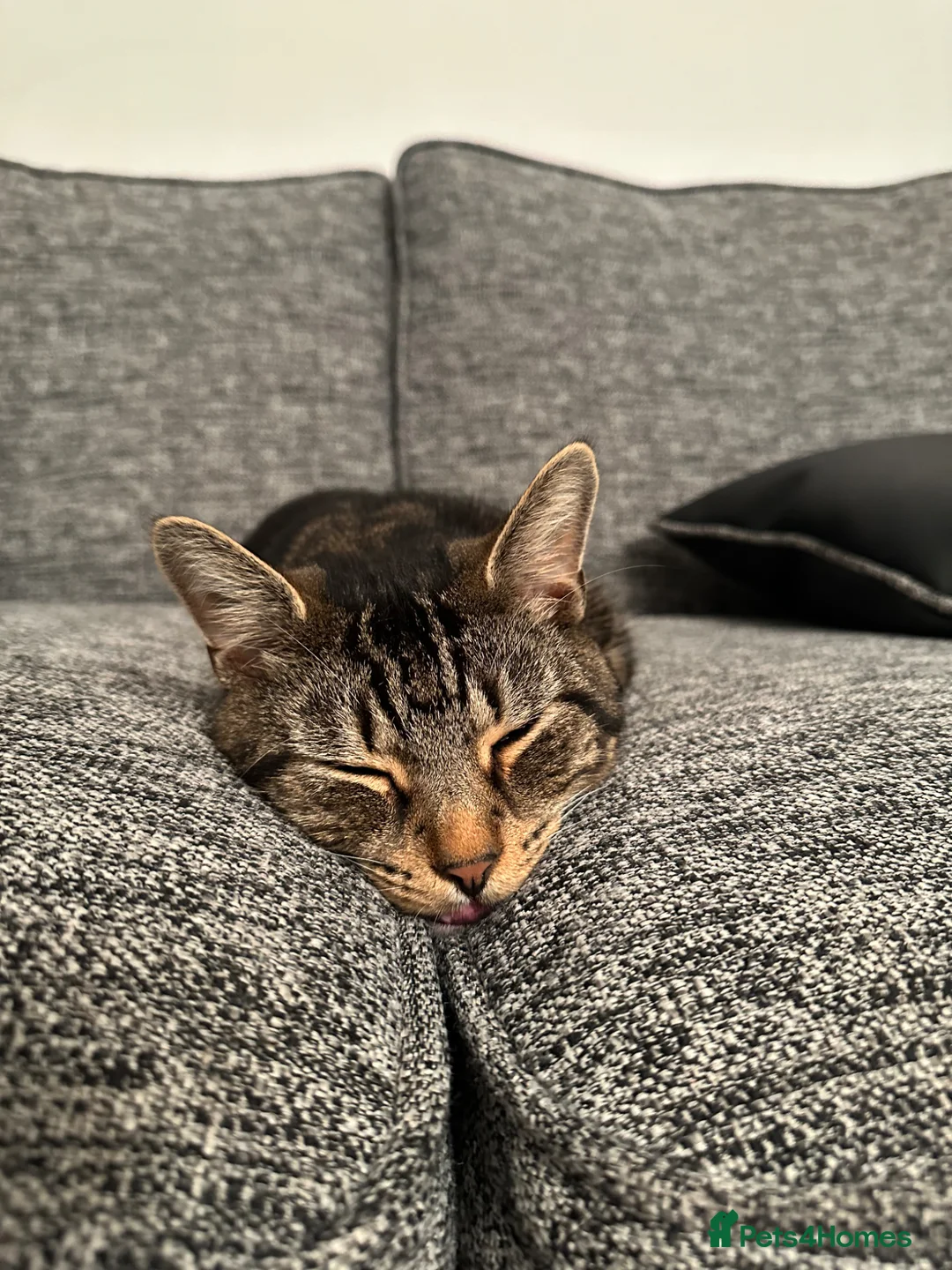 Domestic Shorthair cats for sale: Baki – Friendly Indoor/Outdoor Tabby Cat - Advert 13