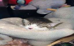 Mixed Breed cats for sale: 4 beautiful kittens ready for homes - Image 2