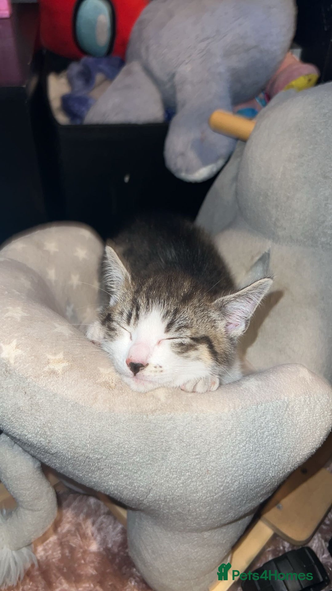 Mixed Breed cats for sale: 4 beautiful kittens ready for homes - Image 2