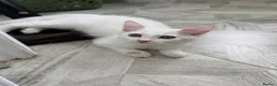 Turkish Angora cats for sale: Beautiful 2 Turkish Angora kittens - Advert 6