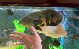 Cichlids fish for sale: Beautiful Oscar & Red Terror Cichlids 8-9inches - Image 2