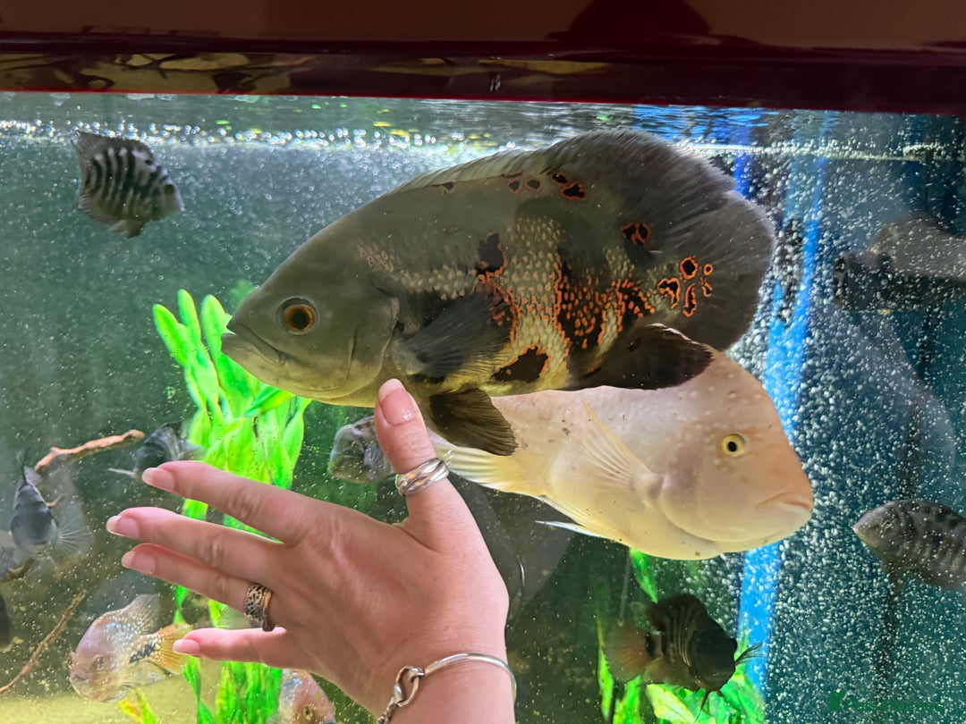 Cichlids fish for sale: Beautiful Oscar & Red Terror Cichlids 8-9inches - Image 2