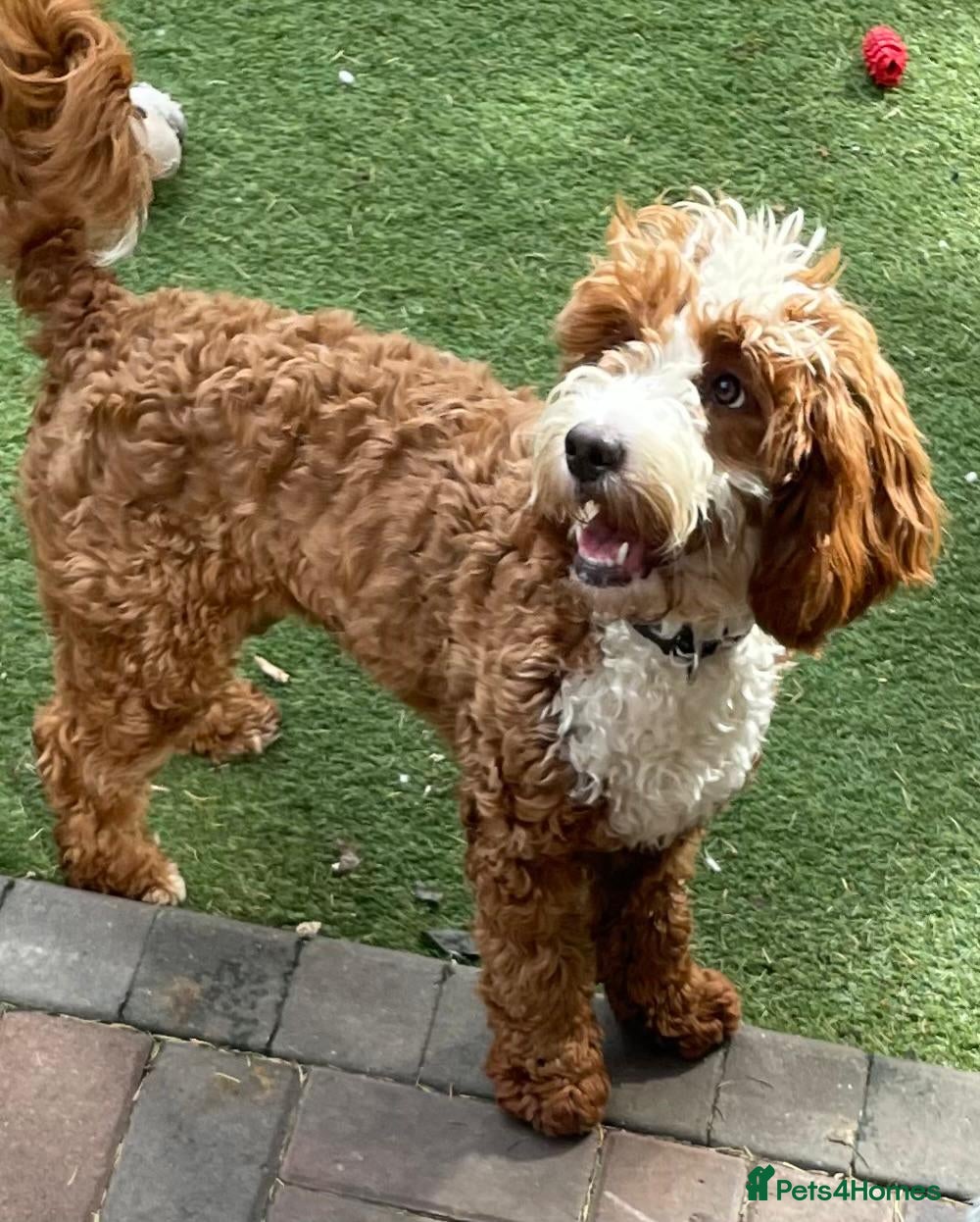 Cockapoo dogs 💛*COCKERPOO’S READY NOW in Cheshire*💛🏡 - Advert 3