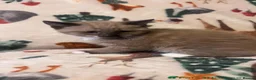 Siamese cats for sale: Lovely Siamese Kittens ready to leave - Advert 1