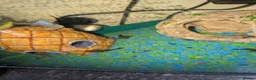 Plecos fish for sale: Baby bristlenose plecos  in Tiverton - Advert 3