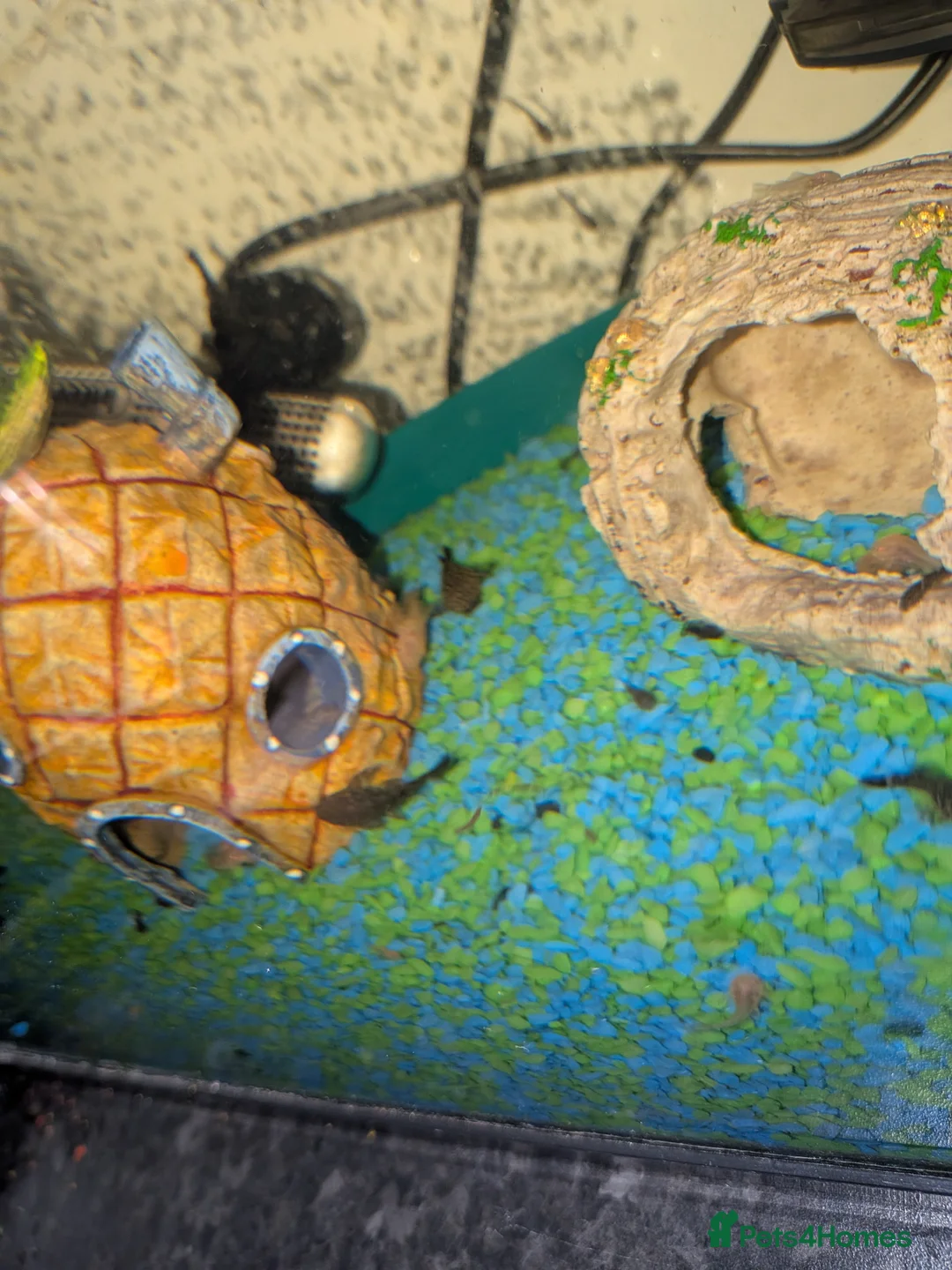 Plecos fish for sale: Baby bristlenose plecos  in Tiverton - Advert 3