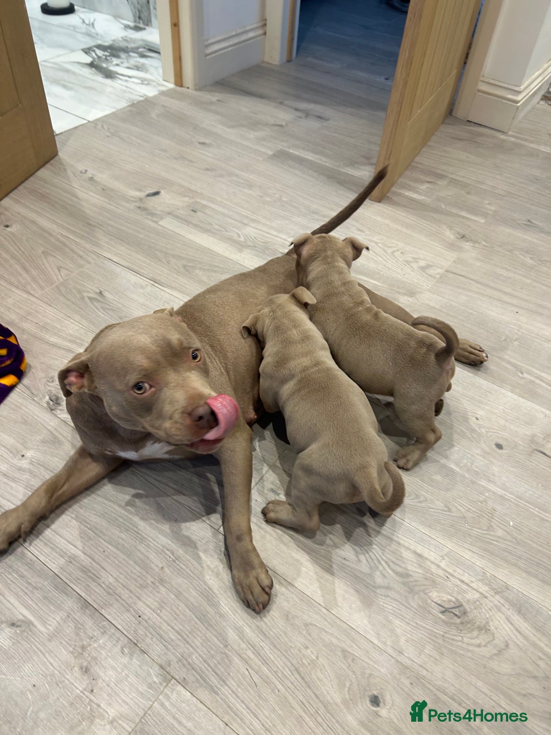 American Bully dogs for sale: Beautiful pocket bully’s final boy remaining  - Image 3