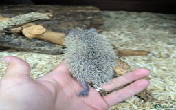 Pygmy Hedgehog rodents for sale: Baby Lesser Tenrecs available  - Image 4