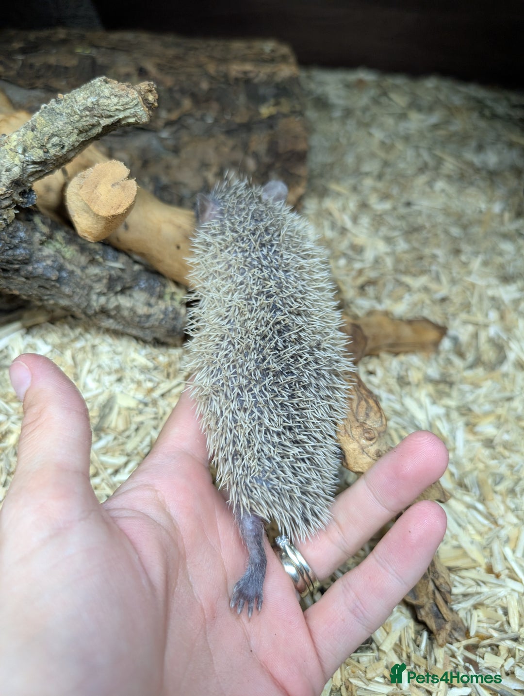 Pygmy Hedgehog rodents for sale: Baby Lesser Tenrecs available  - Image 4