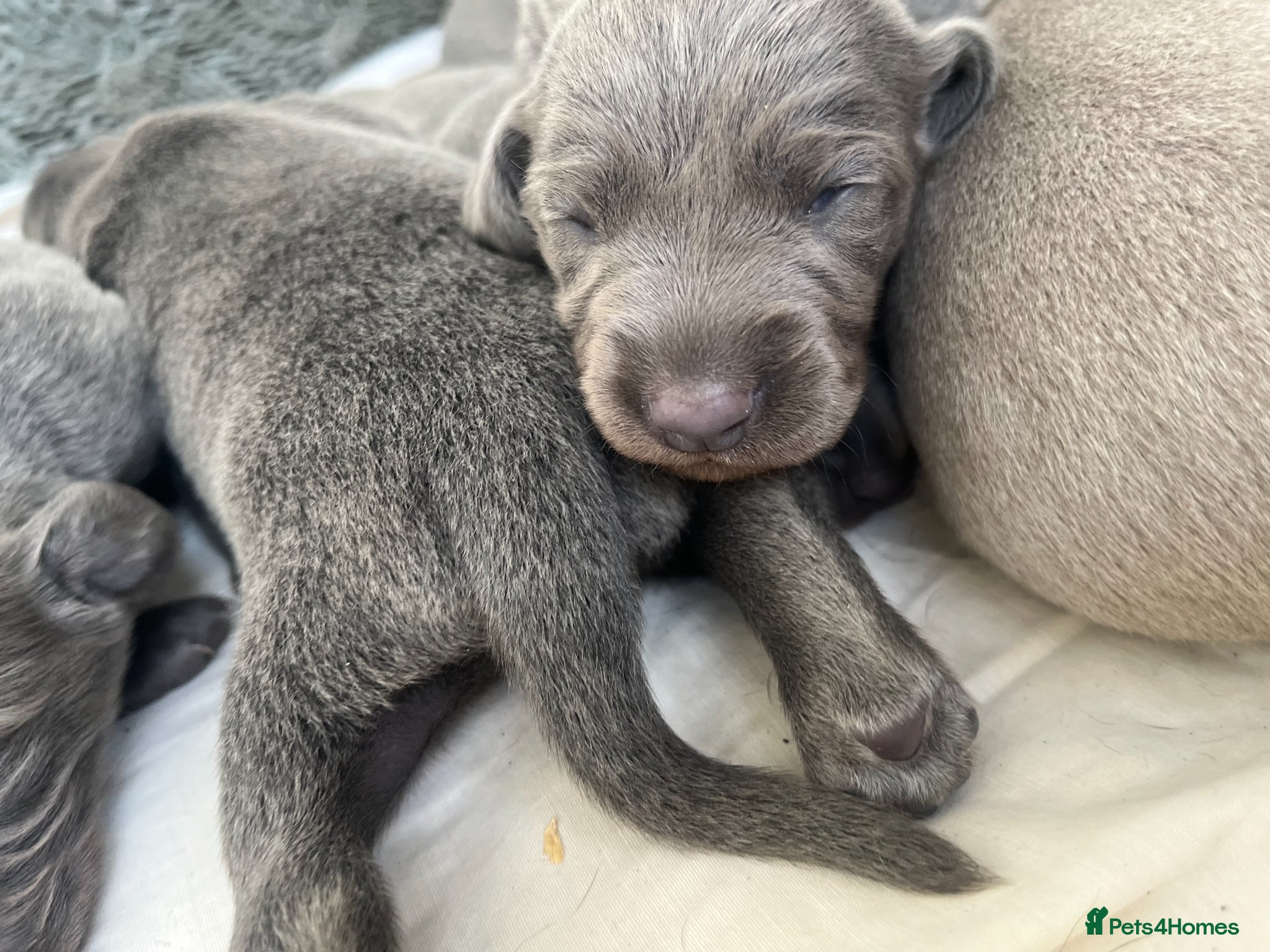 Weimaraner dogs for sale: BLUE and SILVER Purebred pups from KC reg Weims - Advert 23