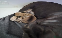 Mixed Breed dogs for sale: Female french bulldog pup - Advert 8