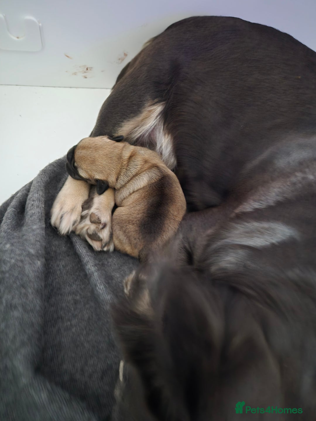 Mixed Breed dogs for sale: Female french bulldog pup - Advert 8