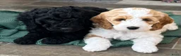 Cockapoo dogs for sale: 🐾REHOMED 🐾 Beautiful Black F1b Cockapoo 🖤 - Advert 3
