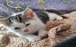 Mixed Breed cats for sale: 3 Adorable Fluffy Kittens - Image 21