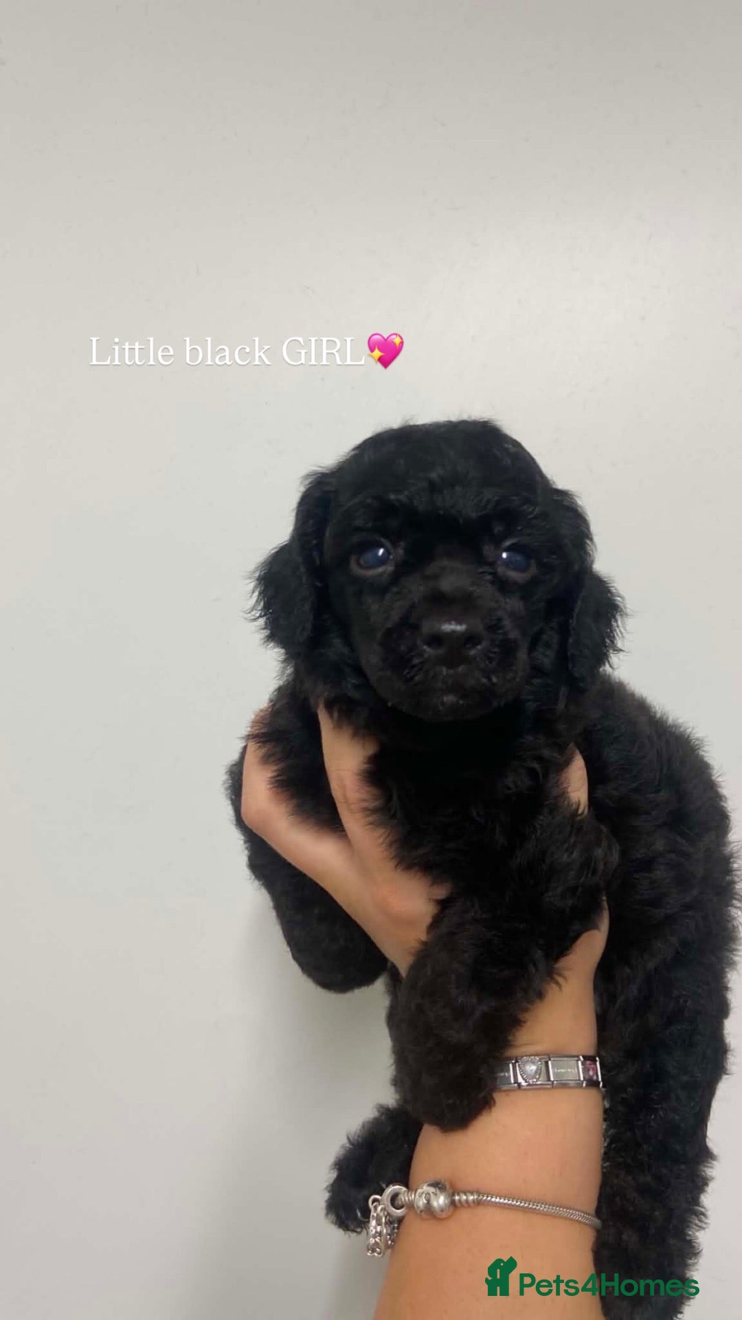 Toy Poodle dogs Stunning toy poodles🐩 - Advert 2