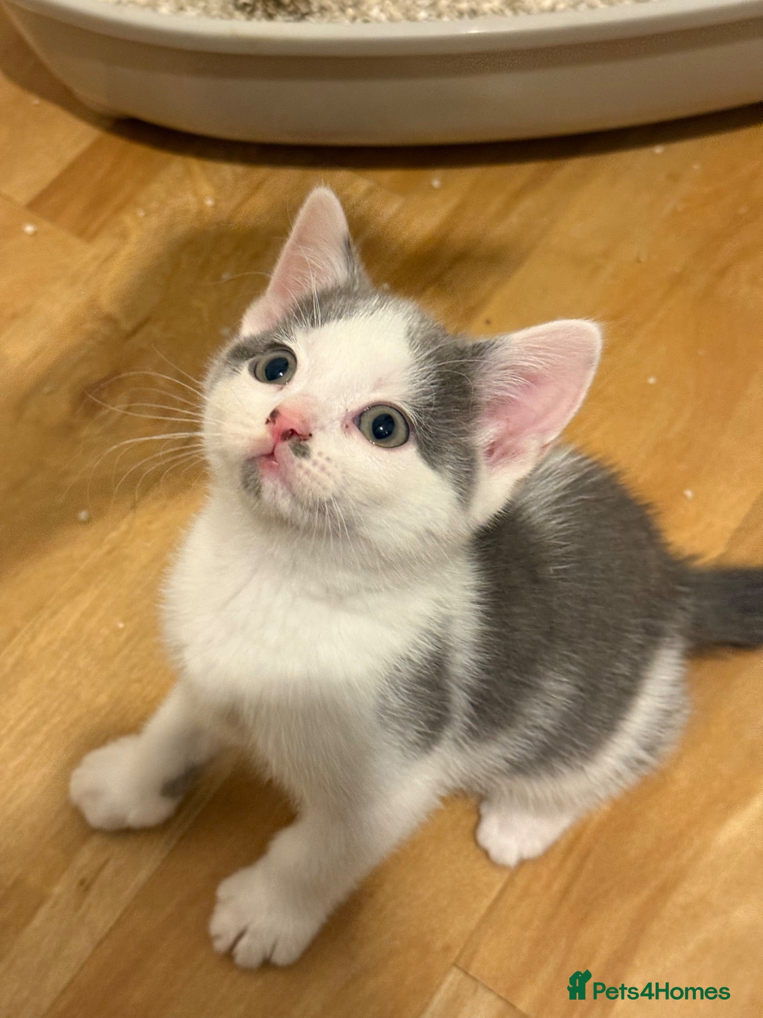 Mixed Breed cats 🥰 ready to go calicos, tuxedos & grey kittens  - Advert 2